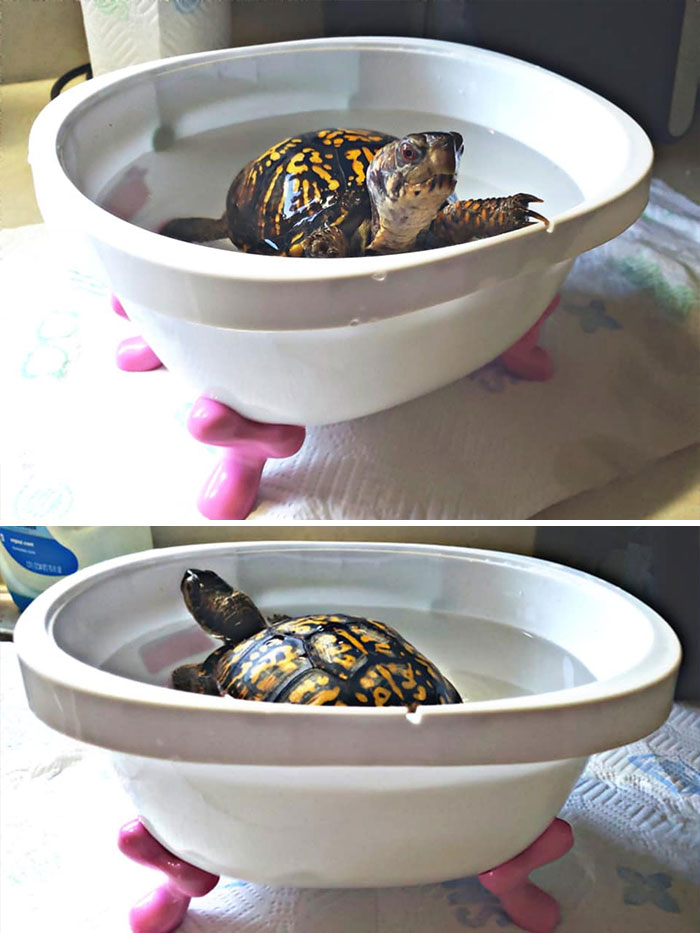 Bañera con patas en miniatura: 50 centavos. Ver a mi tortuga feliz bañándose en ella: no tiene precio