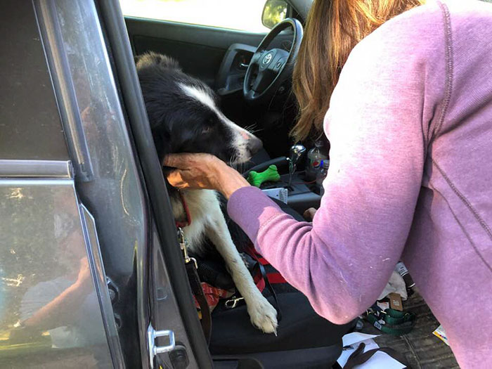 Woman Quits Her Job And Spends 57 Days Looking For Her Lost Dog, Finally Finds Her In Another State