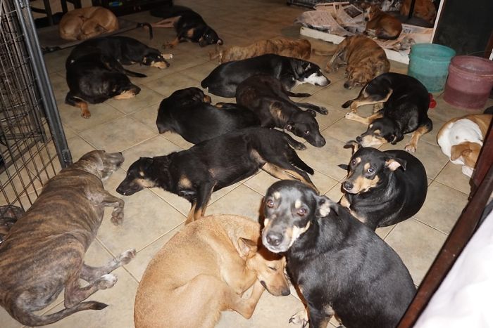 Woman Shelters 97 Stray Dogs In Her House While A Category 5 Storm Rages Outside