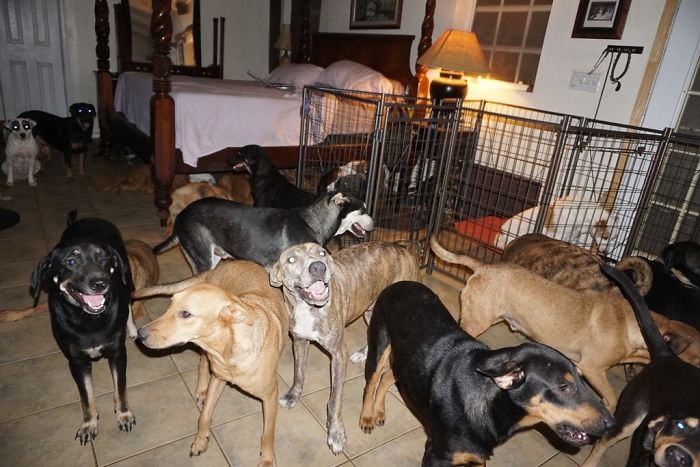 Woman Shelters 97 Stray Dogs In Her House While A Category 5 Storm Rages Outside