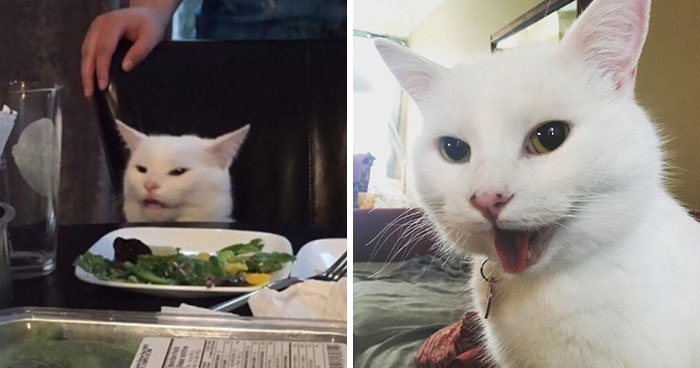 Turns Out, The Pawsome Cat From ‘Woman Yelling At A Cat’ Meme Is Named Smudge And His Instagram Is Adorable