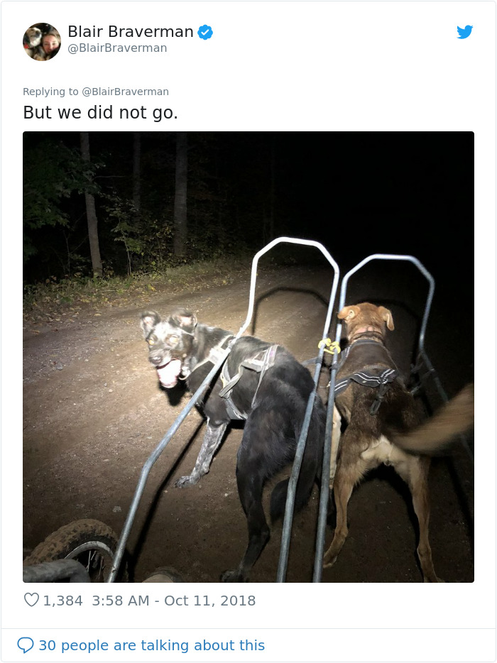 Woman Documents How Her Lovely But 'Dumb As A Box Of Rocks' Sled Dog Took Her Home And It's Hilarious