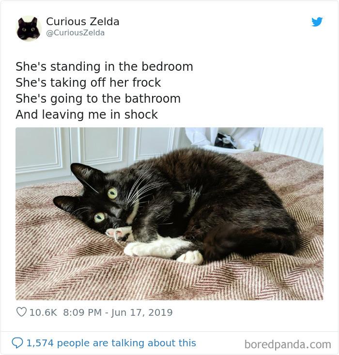 Funny-Cat-Tweets-Curious-Zelda