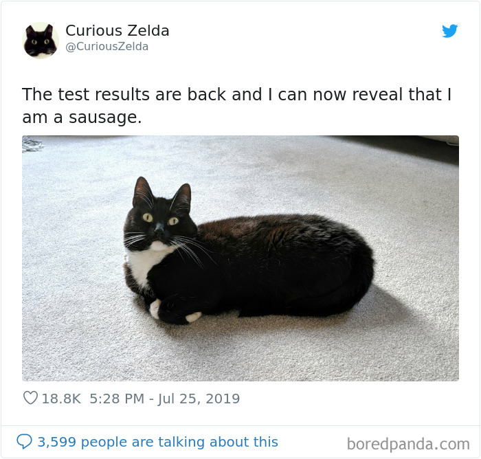 Funny-Cat-Tweets-Curious-Zelda