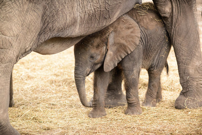 When A Baby Elephant Is Born, Other Mothers In The Social Group Will Trumpet To Celebrate Or Announce The Baby's Arrival