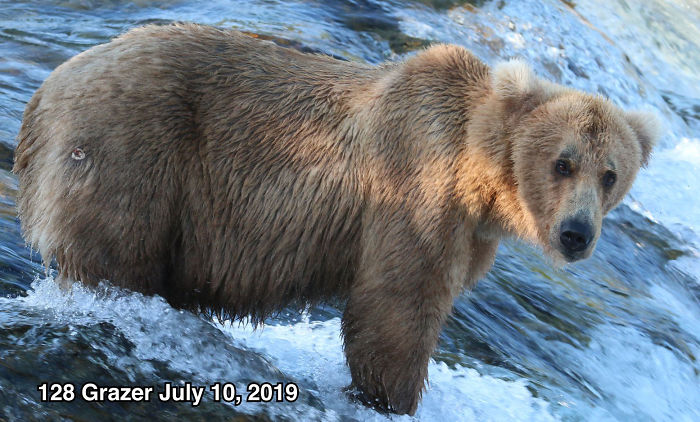 This National Park In America Has A Fattest Bear Competition And Here Are Its Top 8 Chonky Fluffs 5