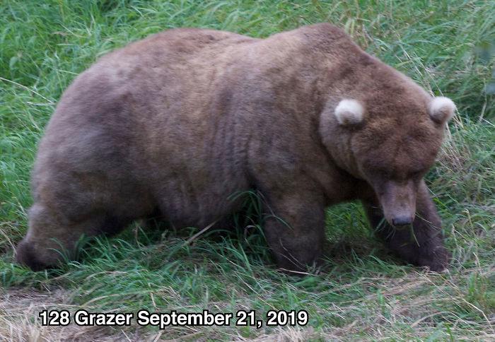This National Park In America Has A Fattest Bear Competition And Here Are Its Top 8 Chonky Fluffs 35