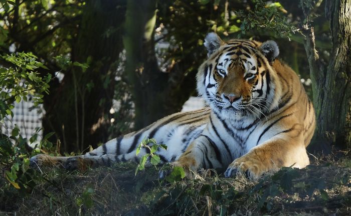 Tiger Populations Are On The Rise