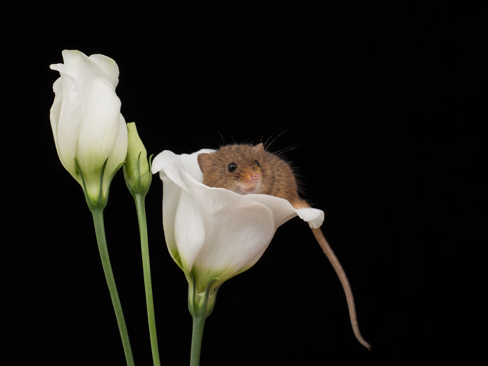 There Are Little Tiny Harvest Mice That Sleep Inside Flowers
