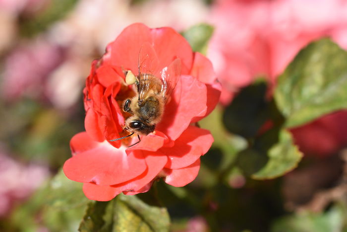 Bees Get Sleepy After Drinking Nectar And Occasionally Take Naps On Flowers