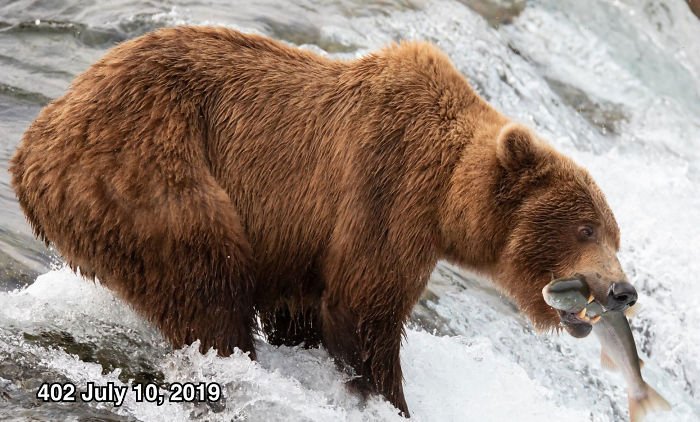 This National Park In America Has A Fattest Bear Competition And Here Are Its Top 8 Chonky Fluffs 101