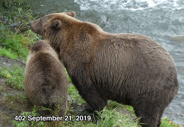 This National Park In America Has A Fattest Bear Competition And Here Are Its Top 8 Chonky Fluffs 8
