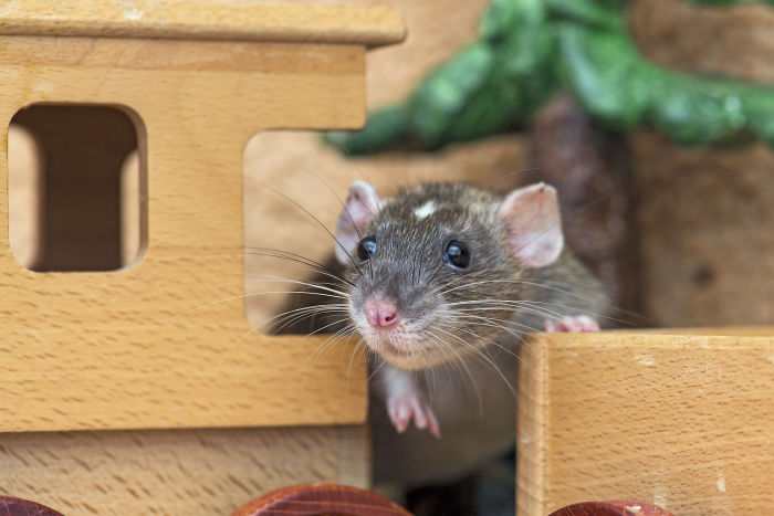 Scientists Taught Rats How To Play Hide And Seek And Found Out They Actually Really Enjoy Playing