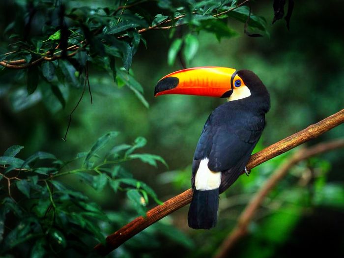 Toucans Curl Into A Little Tiny Ball When They Sleep