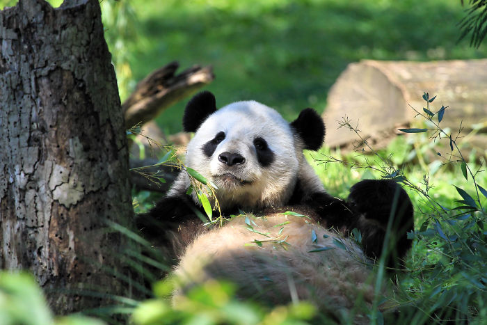 Pandas Are No Longer Considered An Endangered Species