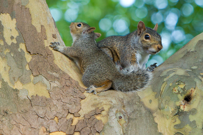 Squirrels Adopt Other Baby Squirrels If They're Orphaned