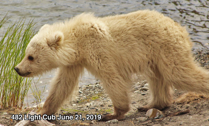 This National Park In America Has A Fattest Bear Competition And Here Are Its Top 8 Chonky Fluffs 38