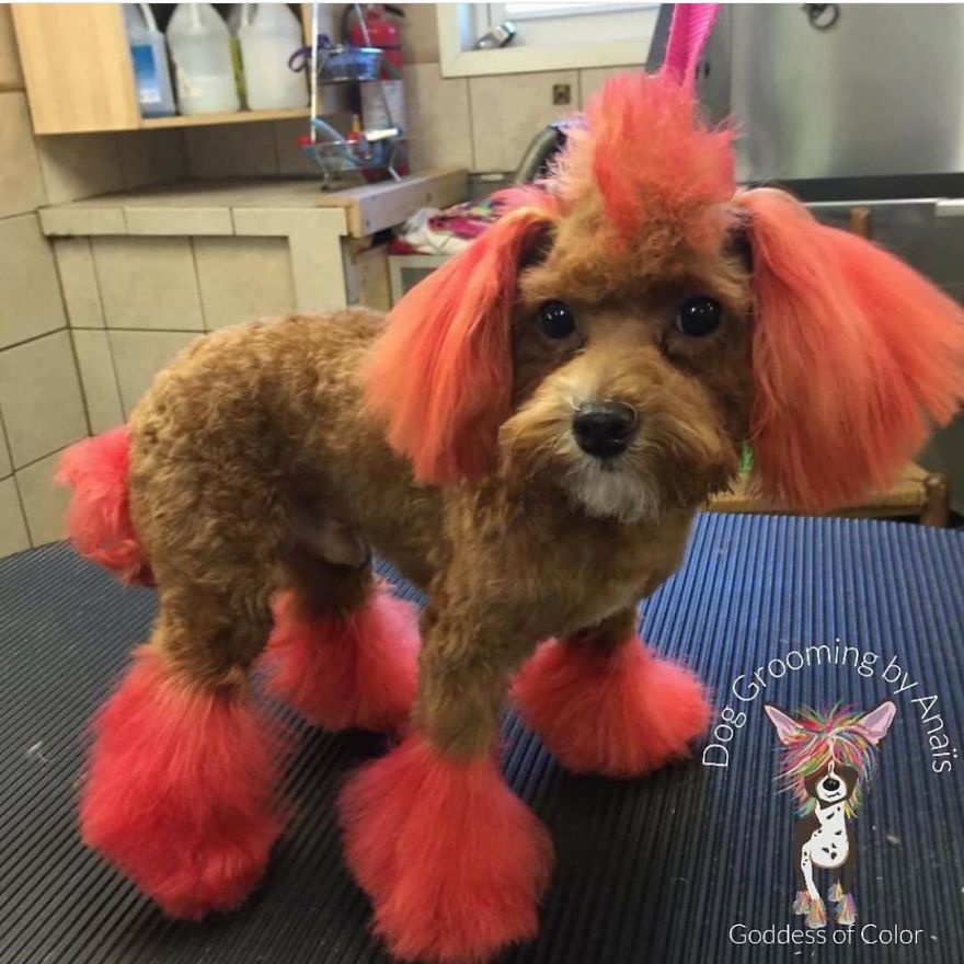They Are Turning Dogs Into Lovely Mystical Creatures And The Result Is Amazing
