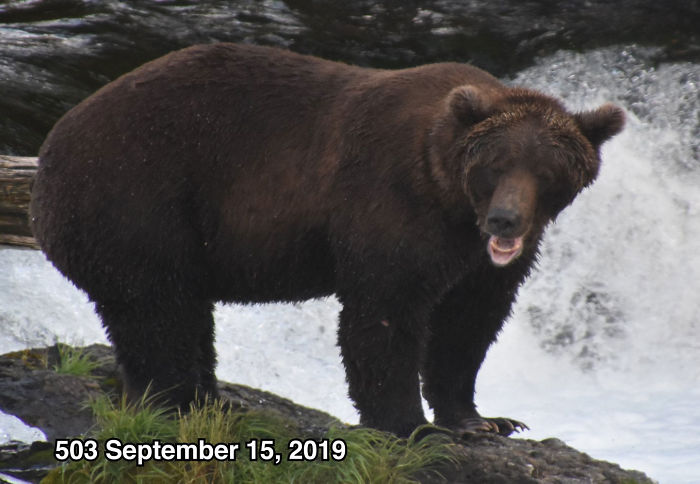 This National Park In America Has A Fattest Bear Competition And Here Are Its Top 8 Chonky Fluffs 41