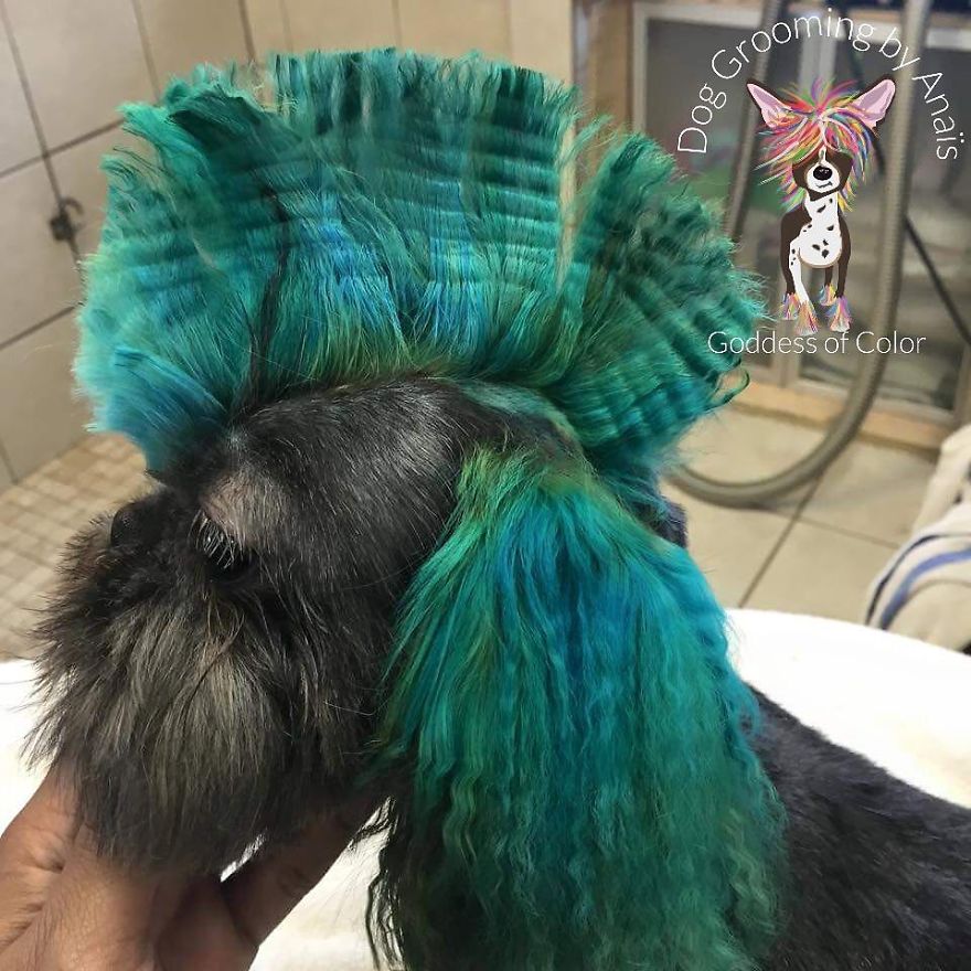 They Are Turning Dogs Into Lovely Mystical Creatures And The Result Is Amazing