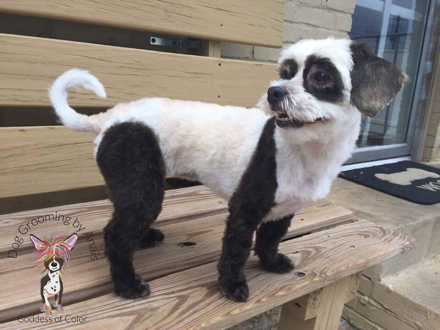 They Are Turning Dogs Into Lovely Mystical Creatures And The Result Is Amazing