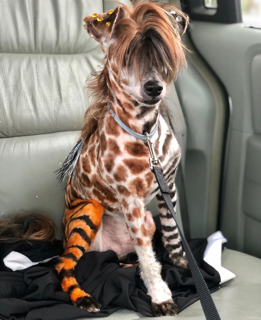 They Are Turning Dogs Into Lovely Mystical Creatures And The Result Is Amazing