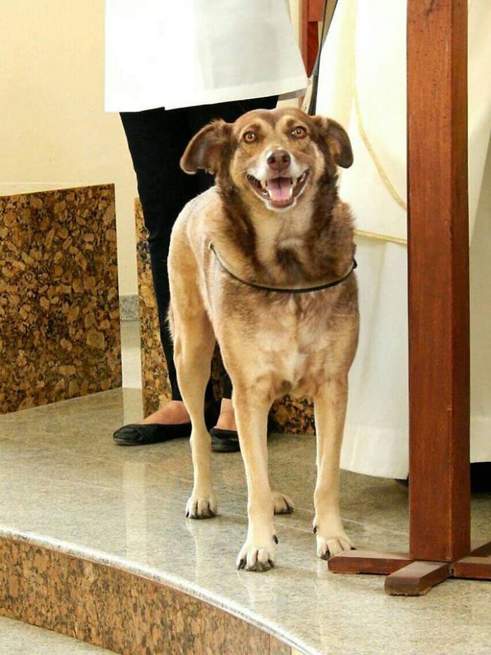 A Kind Priest Brings Stray Dogs To Mass So They Can Find New Families