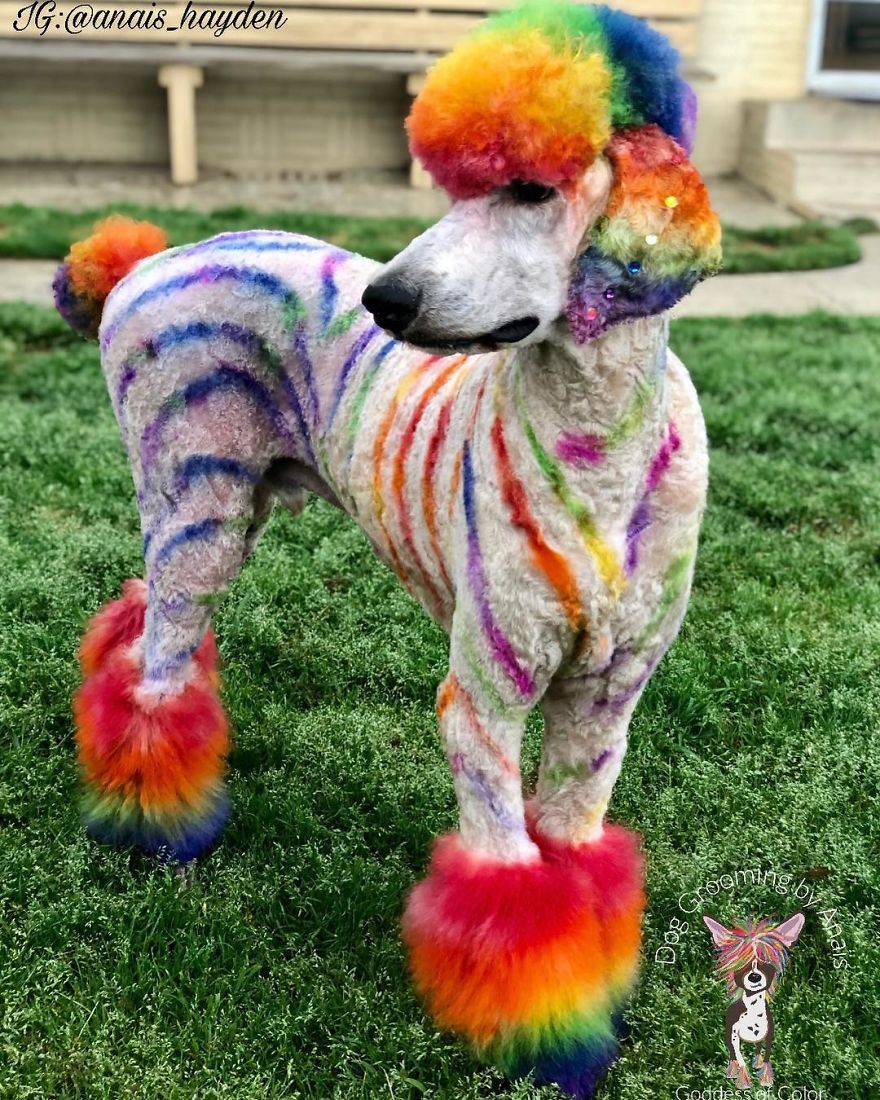 They Are Turning Dogs Into Lovely Mystical Creatures And The Result Is Amazing