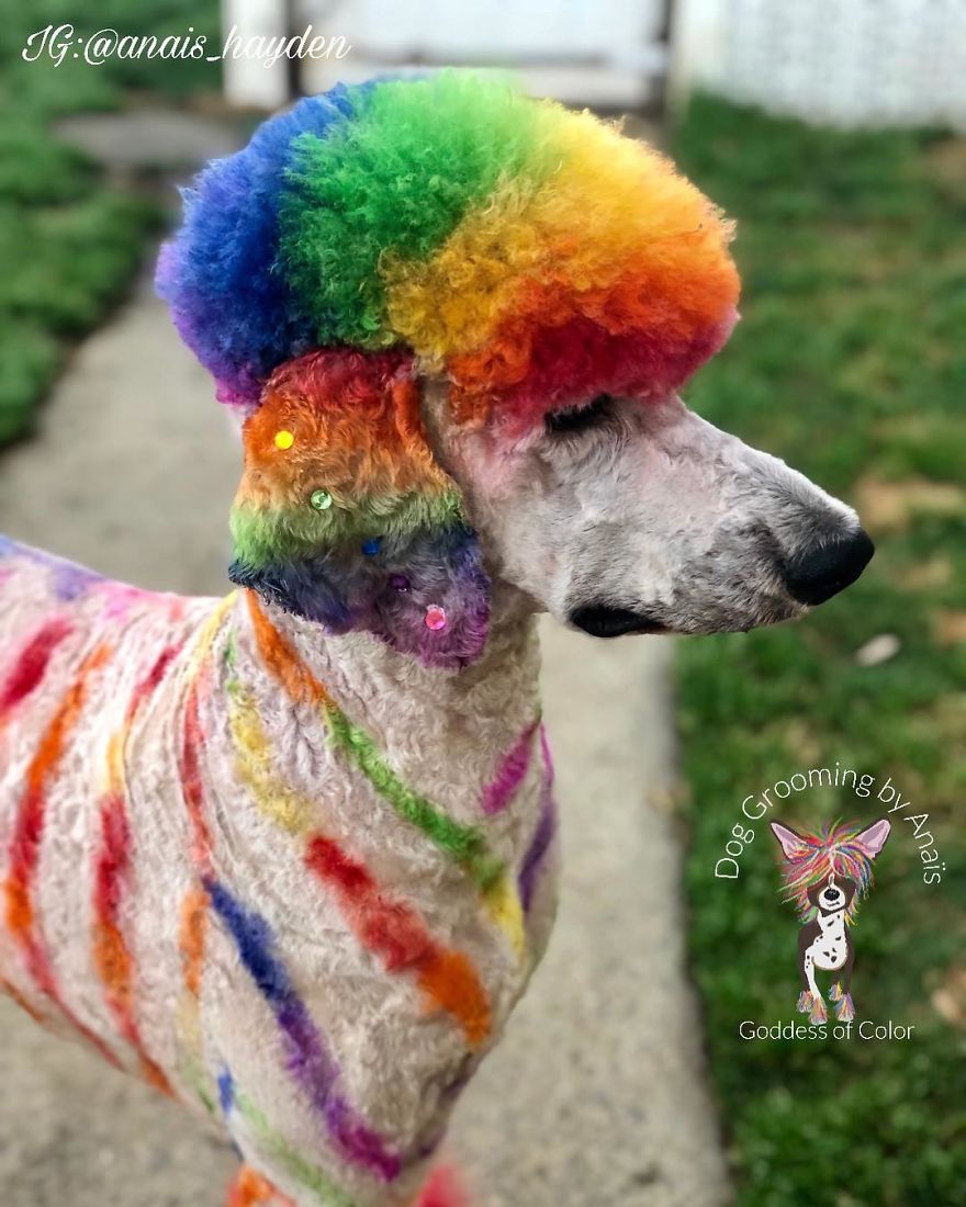 They Are Turning Dogs Into Lovely Mystical Creatures And The Result Is Amazing