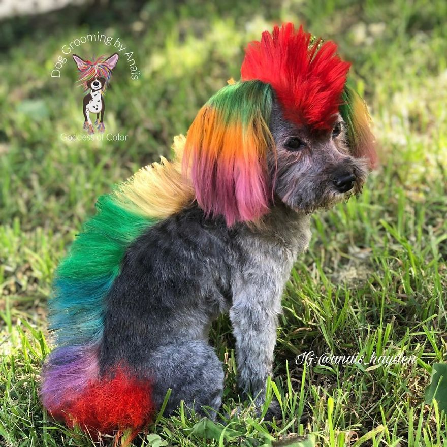 They Are Turning Dogs Into Lovely Mystical Creatures And The Result Is Amazing