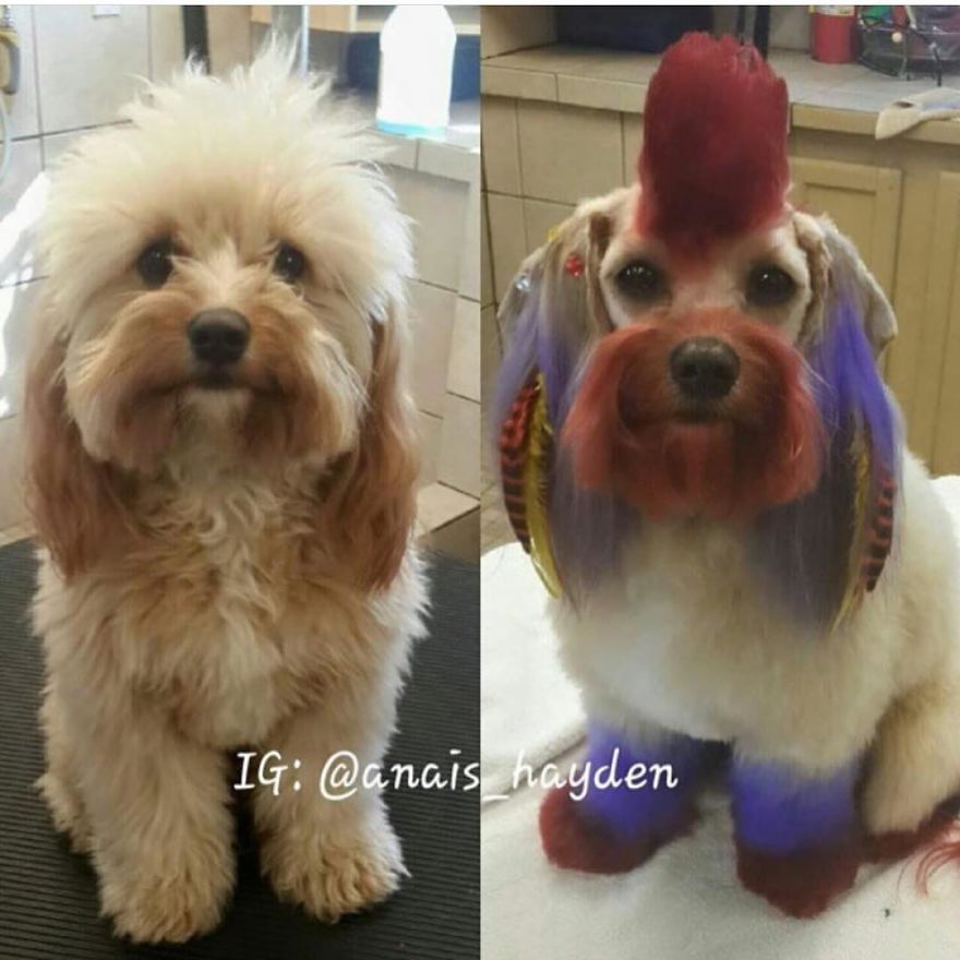 They Are Turning Dogs Into Lovely Mystical Creatures And The Result Is Amazing