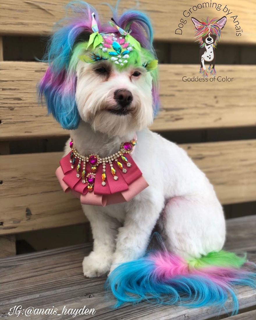 They Are Turning Dogs Into Lovely Mystical Creatures And The Result Is Amazing