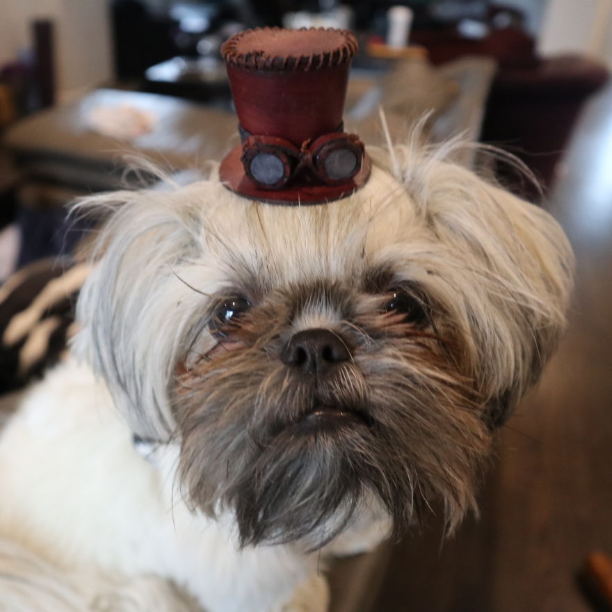I Have Made 287 Leather Hats For My Dog! I Am Making 365 - I Have Not Missed A Day Since Her Birthday!!!