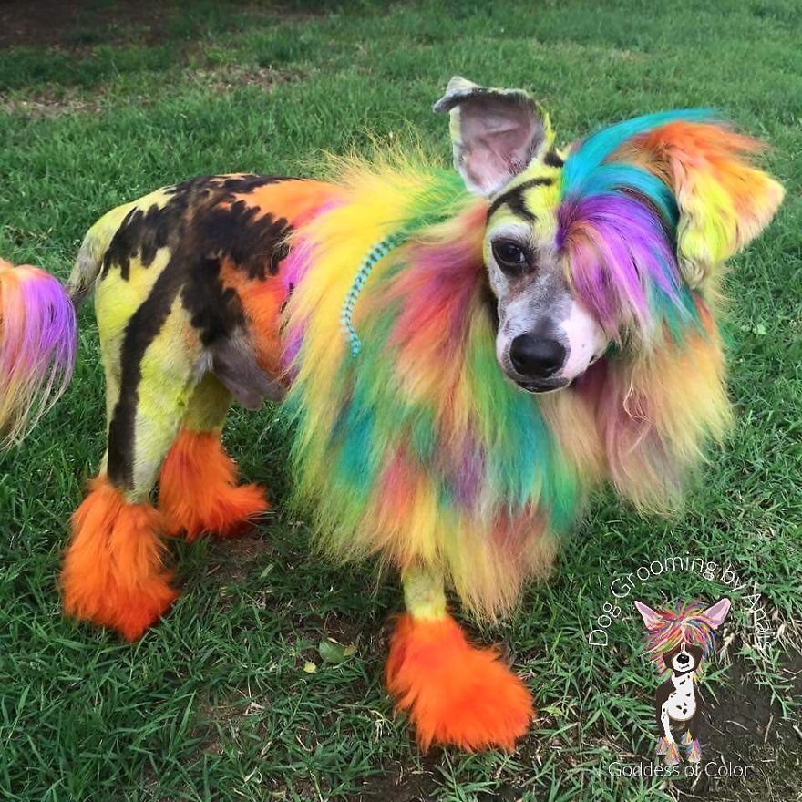 They Are Turning Dogs Into Lovely Mystical Creatures And The Result Is Amazing