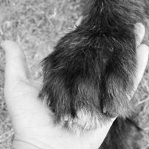 koenigsberger avatar