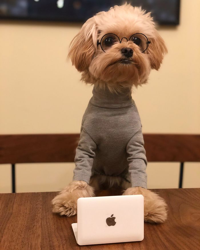 My Dog Stanley Dressed As Steve Jobs For Halloween