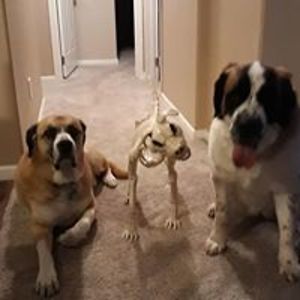 debbie_l_butler avatar