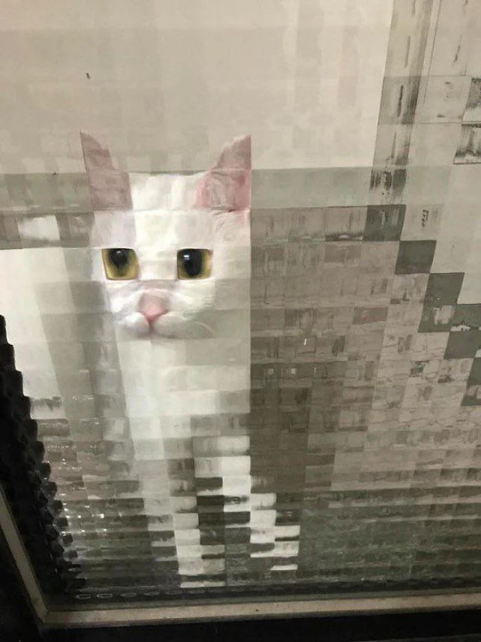 Pixel-Cats-Photos