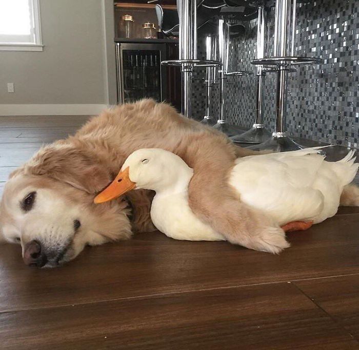 Dog hugging a duck 