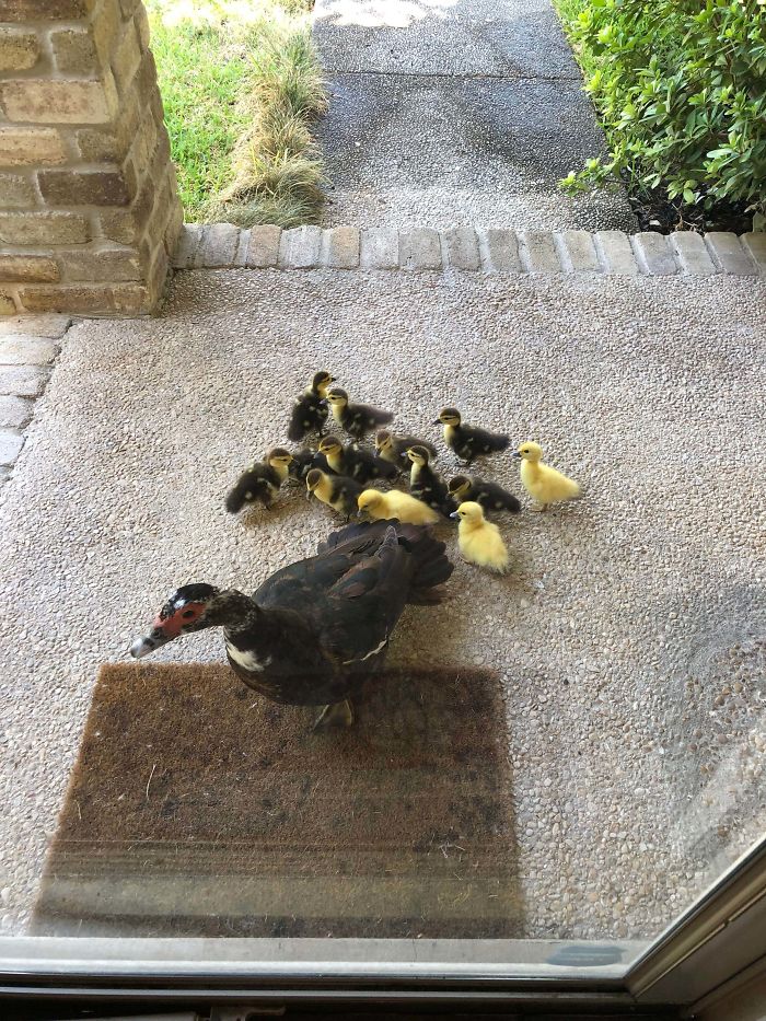 Mom duck and her children next to houses door 