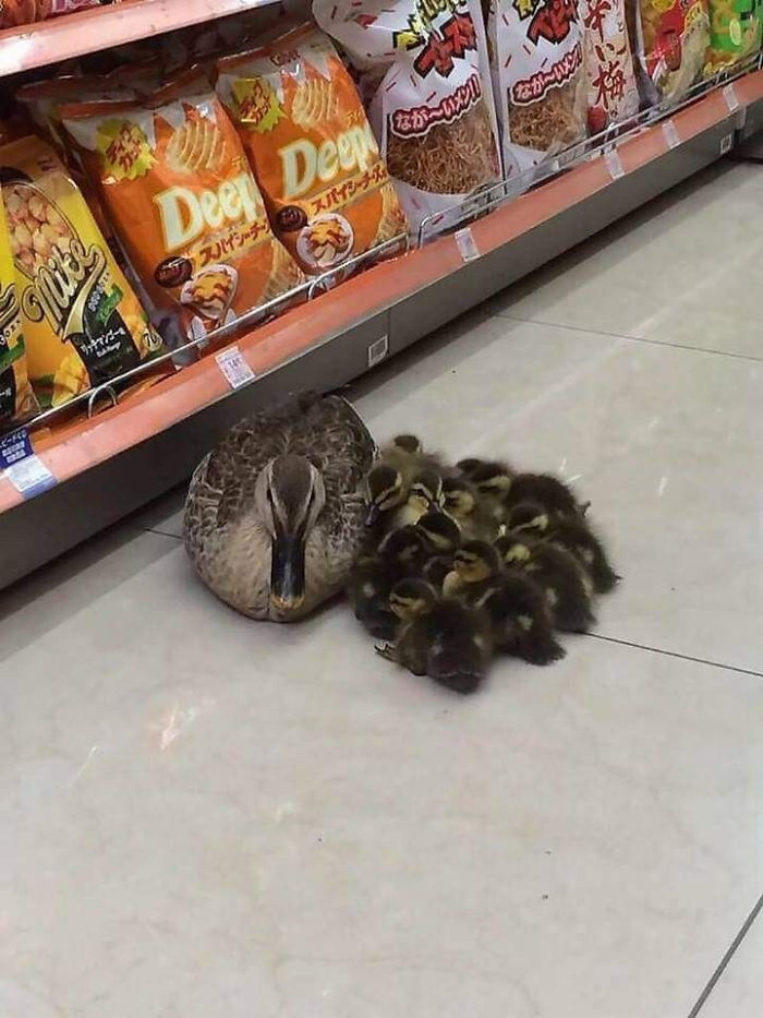 Mom duck and her children in the store 