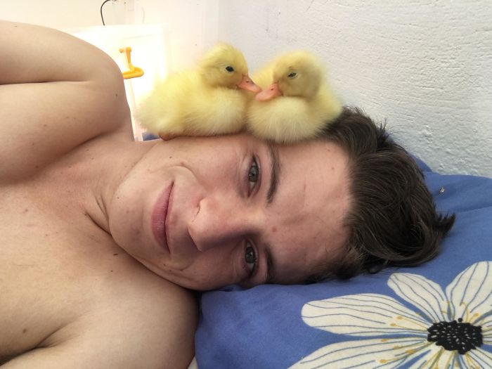 Two small ducks laying on mans head 