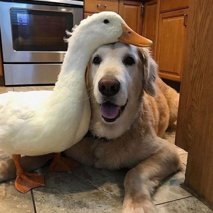 Duck's head on happy dog's head 
