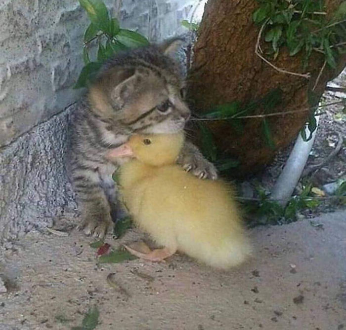 Cat hugging a duck 