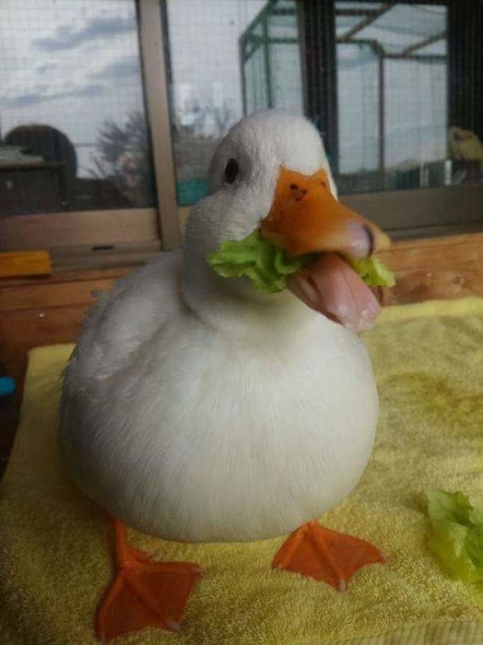 Duck eating a lettuce 