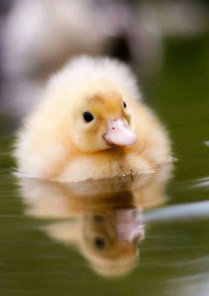 Wholesome-Cute-Duck-Pics