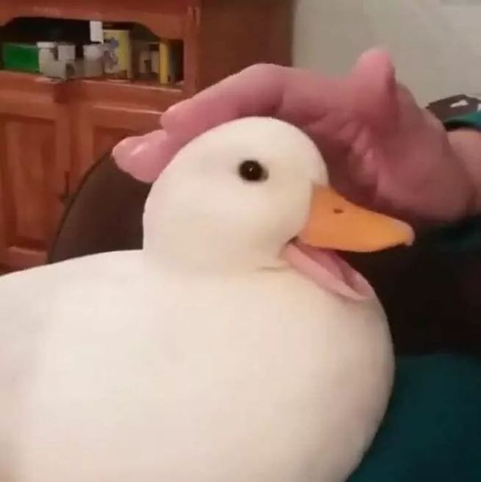 Humans hand petting a happy duck 