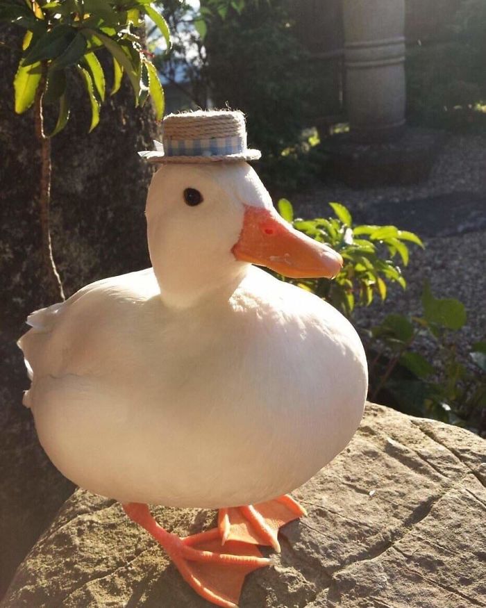 100 Totally Blessed Duck Images To Make You Smile Bored Panda
