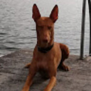 mikaelmoghaddassi avatar