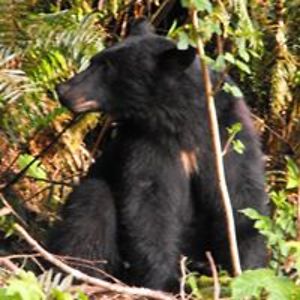 island-goddess avatar